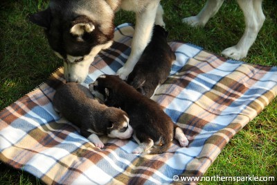 Northern Sparkle Litter - 11th day