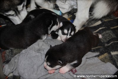 Northern Sparkle Litter - 11th day