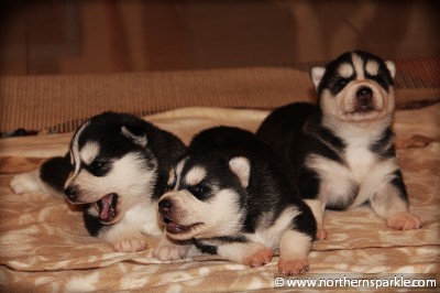 Northern Sparkle Litter - 17th day