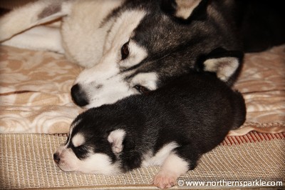 Northern Sparkle Litter - 17th day