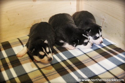 Northern Sparkle Litter - 18th day