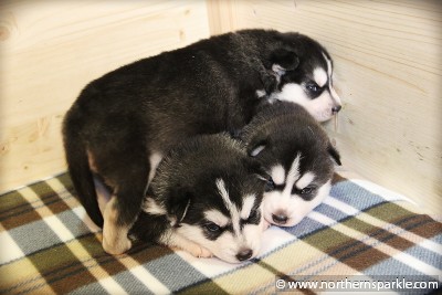 Northern Sparkle Litter - 18th day